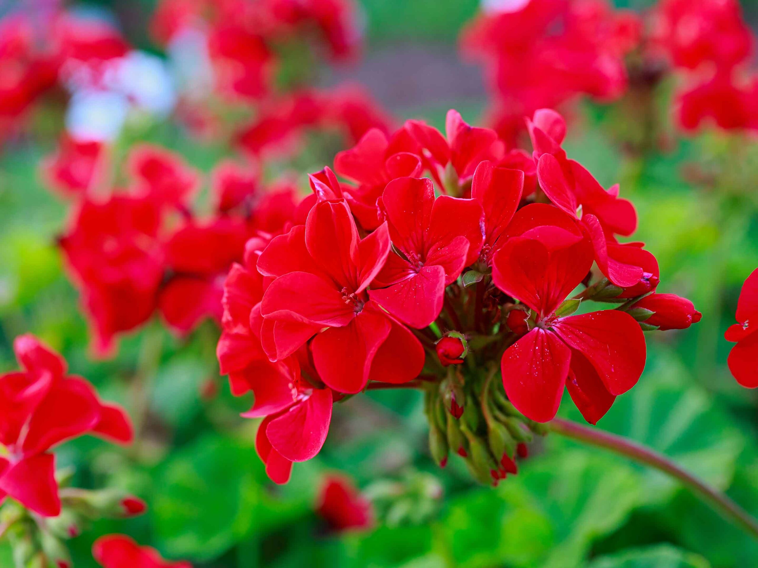 Geraniums-pastis&olive