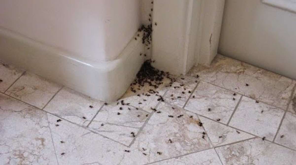découvrez des méthodes efficaces pour éliminer les fourmis de votre appartement. apprenez des astuces et des solutions naturelles pour garder votre espace de vie propre et sans insectes.