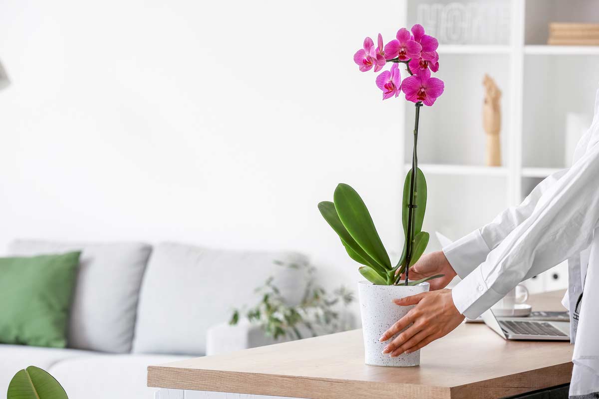 découvrez des conseils pratiques pour encourager la floraison des oliviers et maximiser votre récolte d'olives. apprenez à optimiser les conditions de culture et à utiliser les bonnes techniques pour favoriser une floraison abondante et saine.