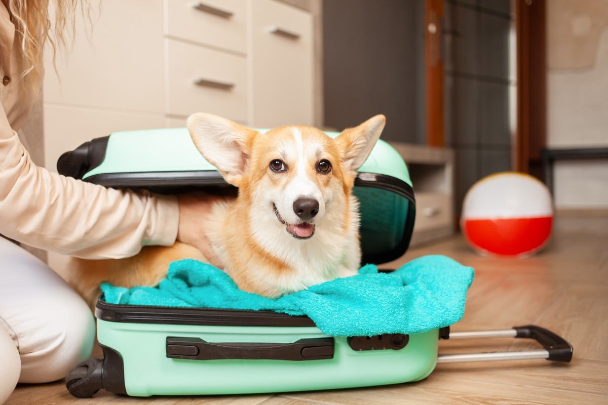 découvrez notre guide de voyage essentiel pour les amoureux des animaux ! explorez des conseils pratiques, des destinations dog-friendly et des astuces pour voyager sereinement avec votre compagnon à quatre pattes. partez à l'aventure tout en garantissant le bien-être de votre animal !
