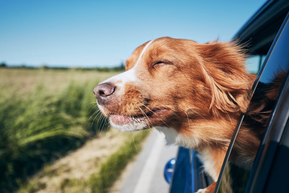 découvrez notre guide voyage spécialement conçu pour les amateurs d'animaux ! apprenez comment partir en vacances avec votre compagnon à quatre pattes, les meilleures destinations adaptées, des conseils pratiques et des astuces pour un voyage harmonieux. voyagez sereinement avec vos animaux et créez des souvenirs inoubliables ensemble.