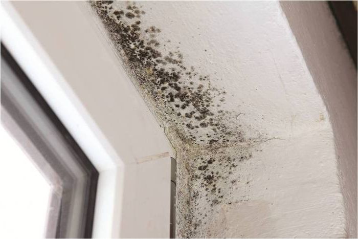 découvrez comment prévenir et éliminer la moisissure sur le plafond de votre salle de bain. conseils pratiques et solutions efficaces pour maintenir un environnement sain et agréable.