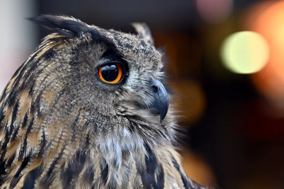 découvrez l'affaire fascinante du nid de chouettes à marseille, où la nature et la justice se rencontrent. plongez dans cette histoire captivante qui évoque des enjeux écologiques et juridiques au cœur de la ville.