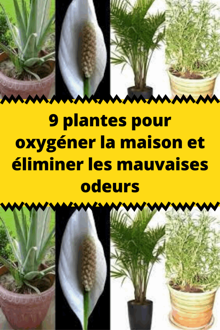 découvrez comment créer une ambiance chaleureuse et accueillante dans votre maison grâce à des astuces pour améliorer les odeurs. apprenez à utiliser des huiles essentielles, des bougies parfumées et des recettes maison pour une atmosphère agréable et réconfortante.