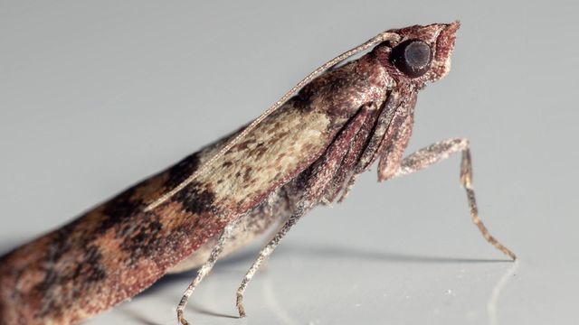 découvrez des méthodes efficaces pour l'élimination des mites de poussière et protégez votre maison des allergies. apprenez des astuces simples et des solutions naturelles pour un environnement sain.