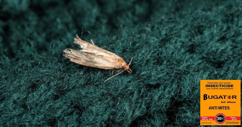 découvrez des méthodes efficaces pour l'élimination des mites de poussière dans votre maison. protégez votre santé et vos objets précieux grâce à nos conseils pratiques et astuces pour prévenir leur apparition.