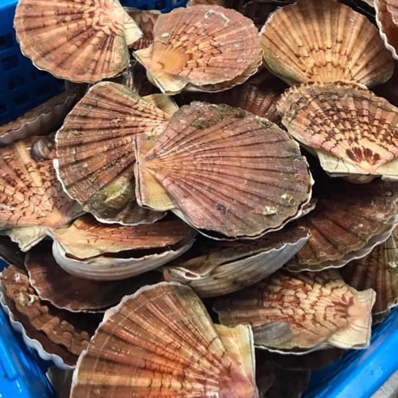 découvrez les différences et atouts des coquilles saint-jacques de bretagne et de normandie : origine, saveurs, méthodes de pêche et astuces pour bien les choisir.