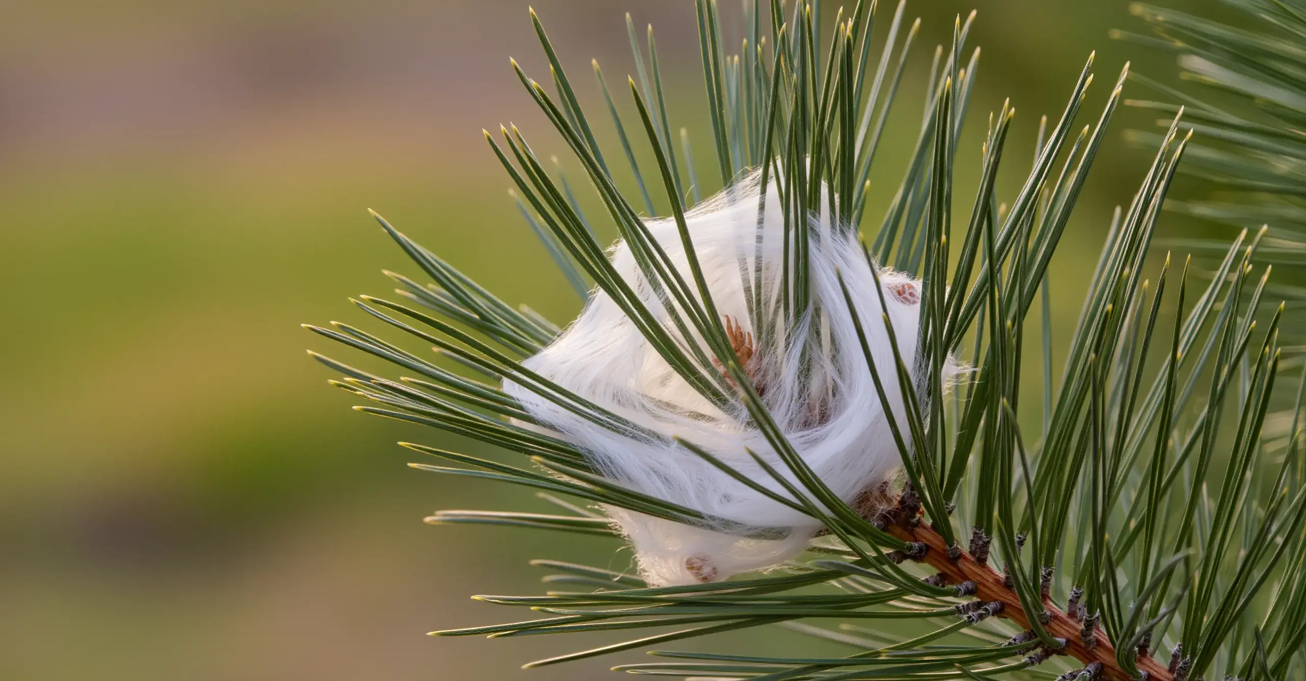 pastis&olive-chenilles-processionnaires